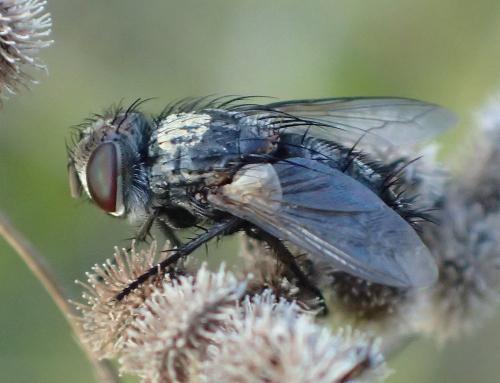 Pseudogonia rufifrons